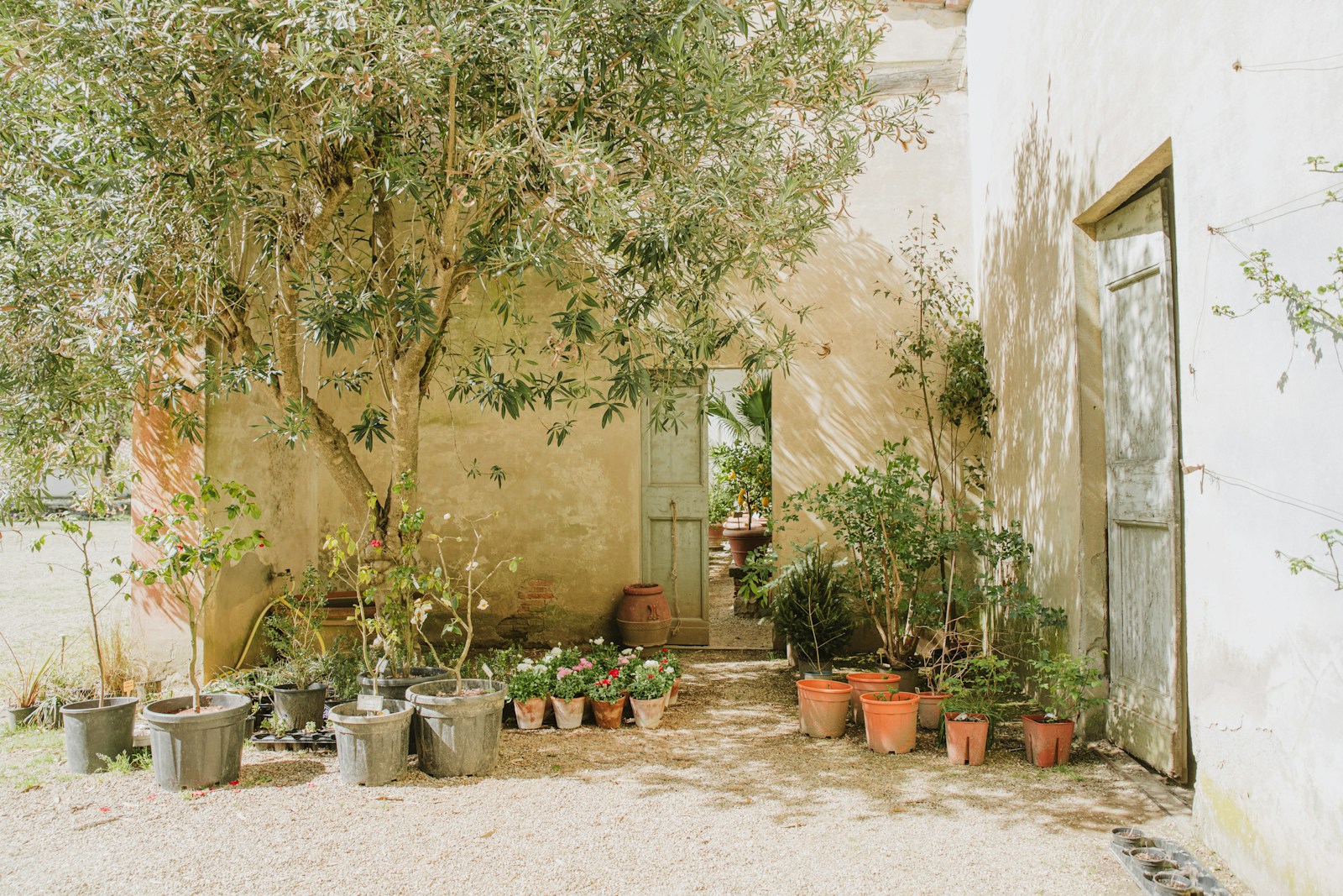 a group of potted plants in front of a building